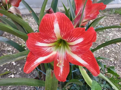 a red and white flower on a plant at Room 4 U in Bar