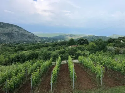 a field of vines with mountains in the background at Green Silence - Vuk in Podgorica