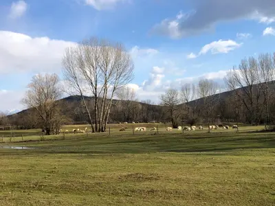 a herd of animals grazing in a field at Green Silence - Vuk in Podgorica
