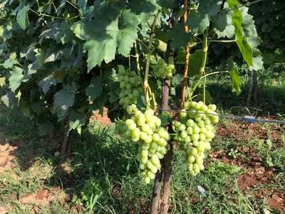 a bunch of green grapes hanging from a tree at Green Silence - Vuk in Podgorica