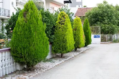 a row of trees lined up against a fence at Guest House Aldin in Ulcinj