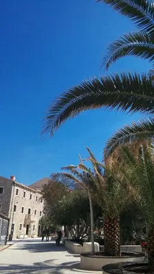 a group of palm trees in front of a building at Apartman Ozi in Petrovac na Moru