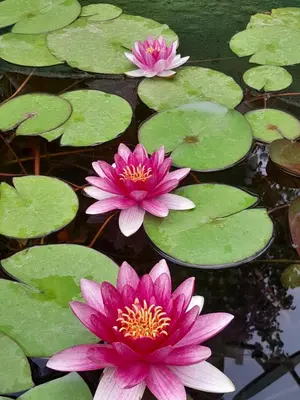 three pink water lilies in a pond with lily pads at Star Home in Kotor