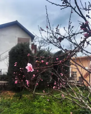 a tree with pink flowers on it in a yard at Apartments in villa Viktoria in Sutomore
