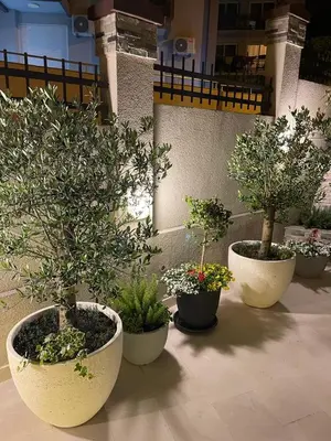 four potted trees in pots sitting on a floor at Selena in Bar