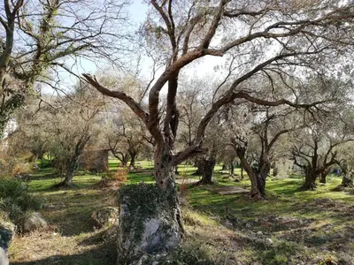a tree in the middle of a field with trees at Apartment Olive Montenegro KO Becici in Budva