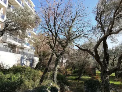 a group of trees in front of a building at Apartment Olive Montenegro KO Becici in Budva