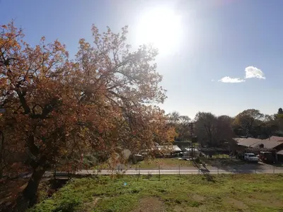 a tree in a park with the sun in the sky at Apart Forte Roses Montenegro KO Buljarica in Petrovac na Moru