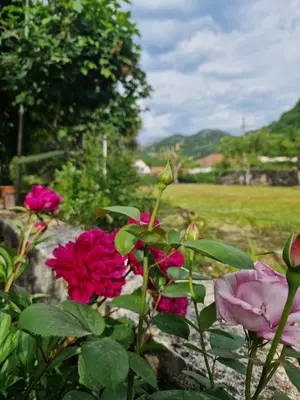 a group of pink flowers in a garden at Ivan's Holiday Home in Virpazar
