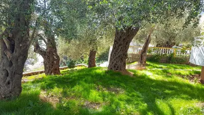 a group of trees in a field with green grass at Apartments Sirena in Ulcinj