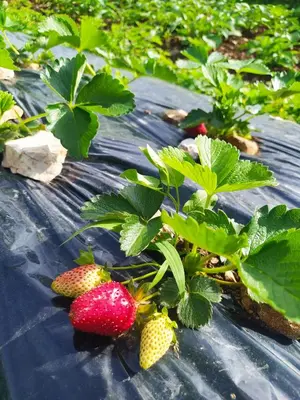 a group of strawberries on a table next to plants at Holiday House Stari Volat in Budva