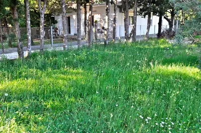 a field of tall green grass with trees in the background at Vila Branka in Čanj