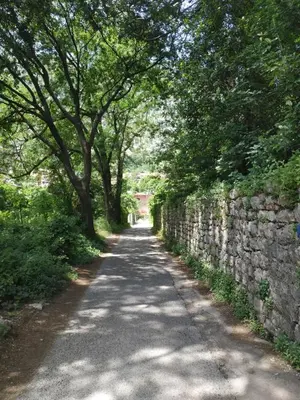 a road with trees and a stone wall at Veron Apartments in Kotor
