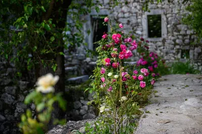 a bunch of pink flowers in front of a stone building at centuries old Ethno House Đurović in Virpazar
