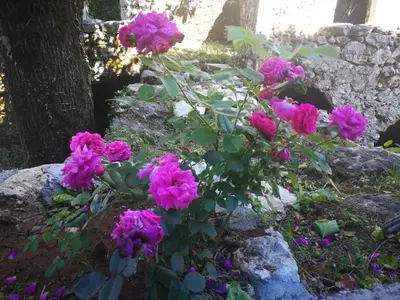 a bunch of pink flowers in a garden at centuries old Ethno House Đurović in Virpazar