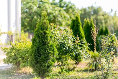 a small green bush in a garden with other plants at Tramonto Apartments in Radanovići