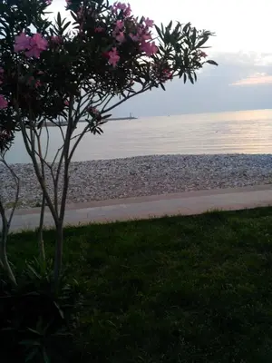 a tree with pink flowers next to a beach at Apartmani Begovic in Bar
