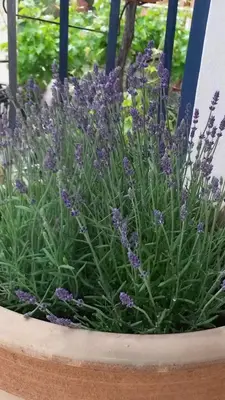 a planter filled with purple flowers in a garden at Apartmani Drašković in Petrovac na Moru