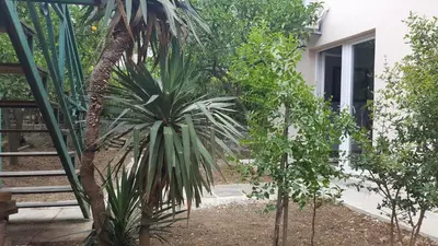 a palm tree in a garden next to a house at Garden apartmant near sea in Kotor