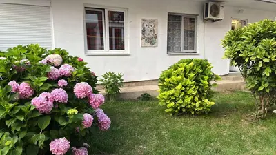 a house with pink flowers in the yard at Apartment Aleksandra in Bar