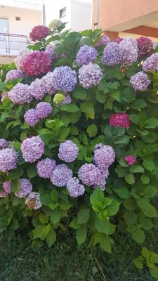 a bunch of purple flowers on a bush at Apartment Aleksandra in Bar