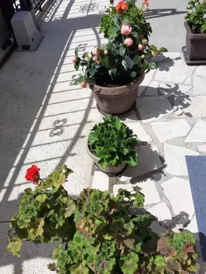two pots of flowers and plants on a sidewalk at Apartment K2 in Radanovići