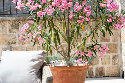 a vase filled with pink flowers next to a pillow at Katareo Apartments in Kotor