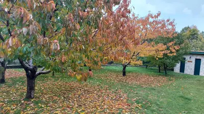 a group of trees with leaves on the grass at Old house Nilovic in Livari