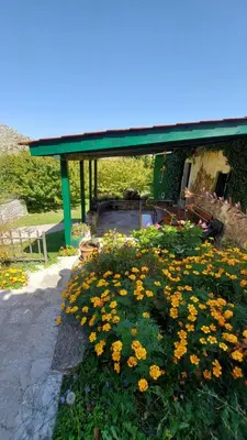 a group of yellow flowers in front of a building at Old house Nilovic in Livari