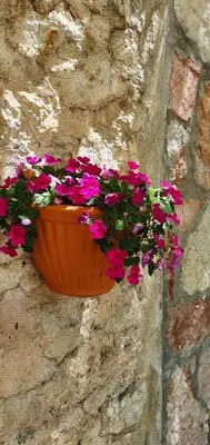 a pot of flowers hanging on a stone wall at Boutique Home Saltaragazza in Petrovac na Moru