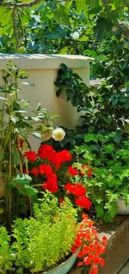 a garden filled with red flowers and green plants at Boutique Home Saltaragazza in Petrovac na Moru
