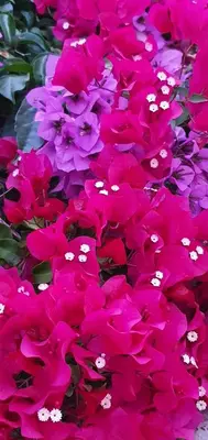 a group of pink flowers in a field at Boutique Home Saltaragazza in Petrovac na Moru