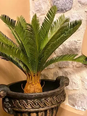 a plant in a pot sitting next to a wall at D & Sons Apartments in Kotor