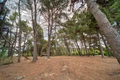 a forest of trees with a dirt road in the middle at BOR - The Entire Home with Sea view in Ulcinj