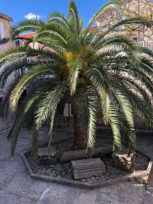 a palm tree sitting next to a building at Apartment Viva in Budva
