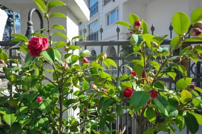 a rose bush with red flowers in front of a fence at Oasis Seaside Rooms in Budva