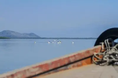 a group of birds swimming in a body of water at Vida`s house in Virpazar