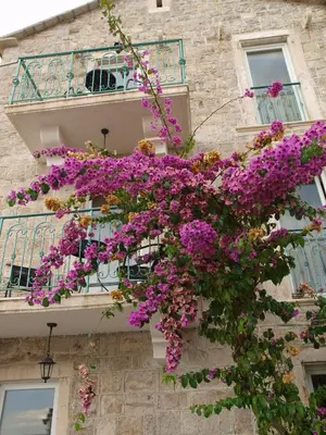 a bunch of purple flowers on the side of a building at Apartments Obala B&B - Dragović in Petrovac na Moru