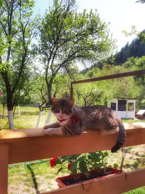 a cat laying on a wooden shelf next to flowers at Brvnara Borovik in Cetinje