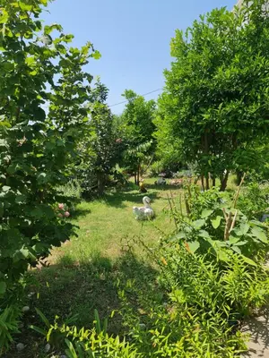 a duck walking through a yard with trees at Apartment Dragone in Ulcinj