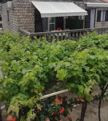 a bunch of green plants in front of a house at Luxury Apartment Stefan in Sveti Stefan