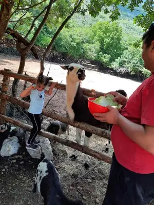 a woman feeding a goat a bowl of food at Apartment Kraljica Jelena in Virpazar
