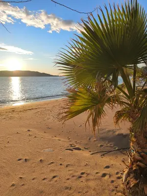 a palm tree on a beach with footprints in the sand at Studio apartman na plaži in Rafailovici