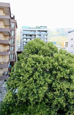 a large green tree in front of a building at Guest House Mandarina in Budva