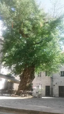 a large tree sitting in front of a building at Guesthouse Nikoleta in Kotor