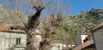 a tree in front of a building and a mountain at Guesthouse Nikoleta in Kotor