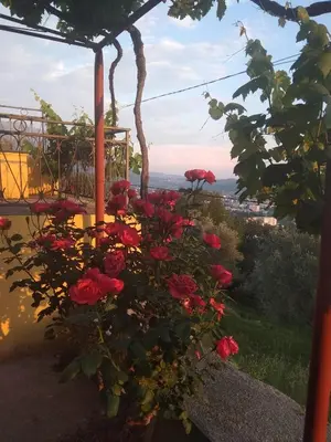 a bouquet of red roses in a garden at Apartman 