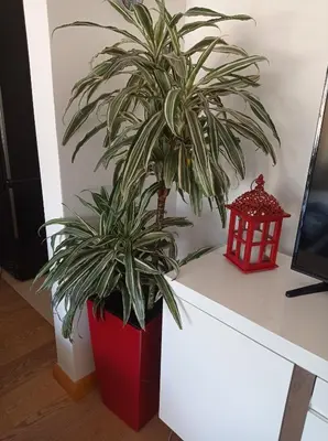 a palm plant in a red pot on a desk at Red Lux in Budva