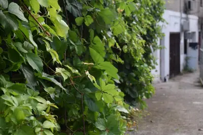 a hedge of green leaves on a building at Apartment Monika in Kotor
