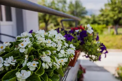 a bunch of white flowers in a pot on a railing at Apartments Heaven in Cetinje